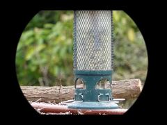 4K Video Mini91 Gece Görüşlü Monoküler